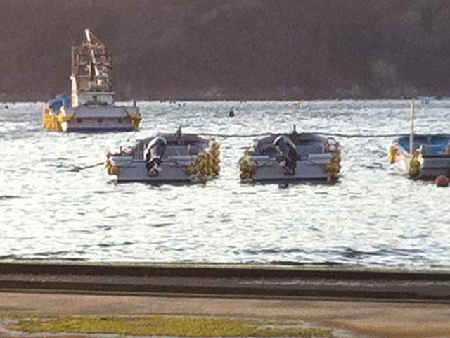 女川町塚浜に贈られた２隻の漁船（中央）